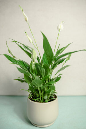 Spathiphyllum “Chopin” – Skrzydłokwiat