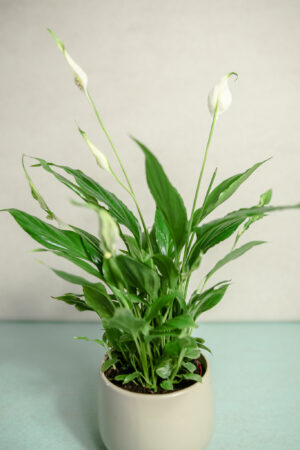 Spathiphyllum “Chopin” – Skrzydłokwiat