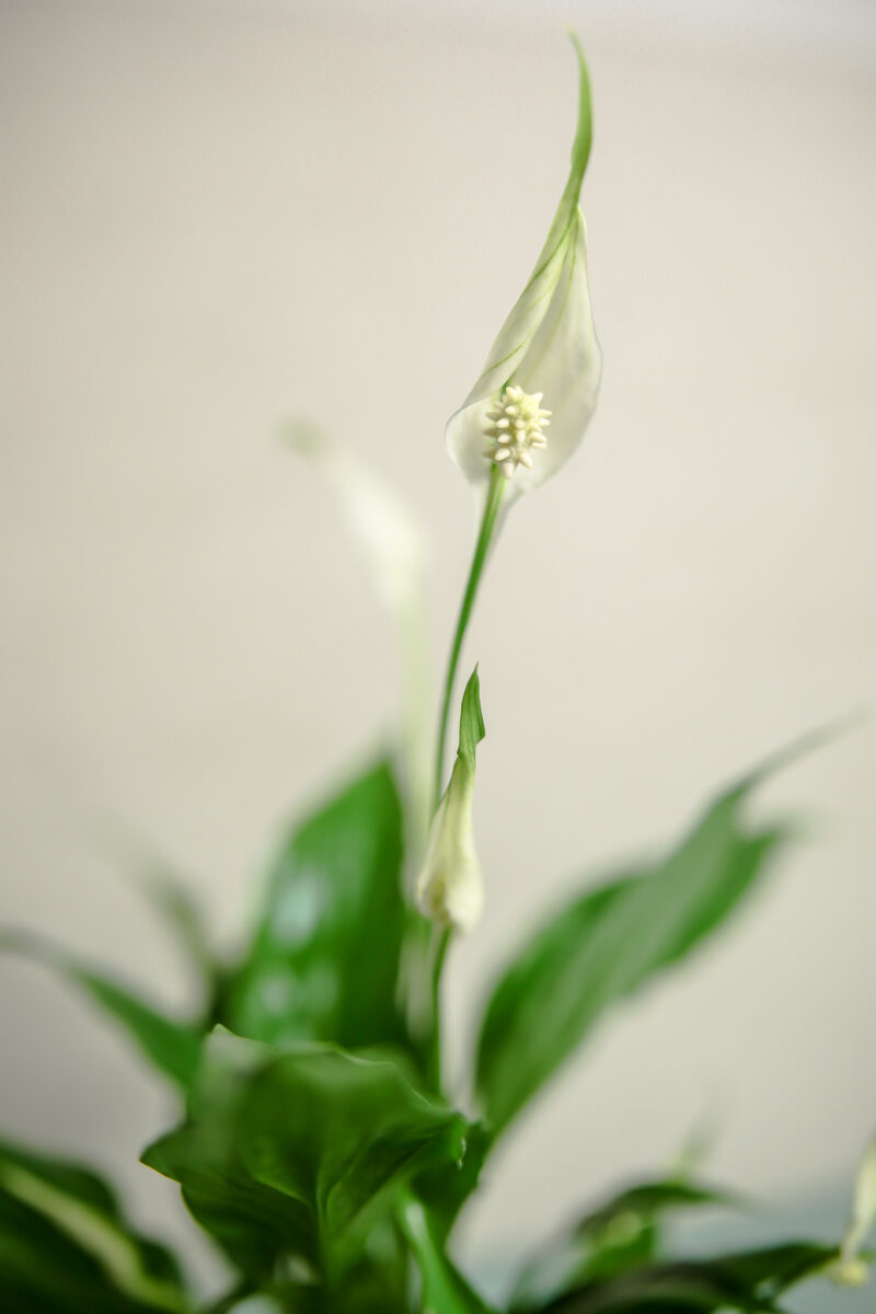 Spathiphyllum “Chopin” – Skrzydłokwiat