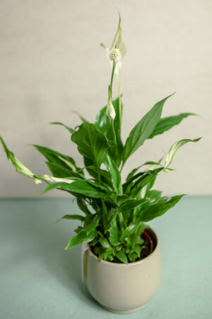 Spathiphyllum “Chopin” – Skrzydłokwiat