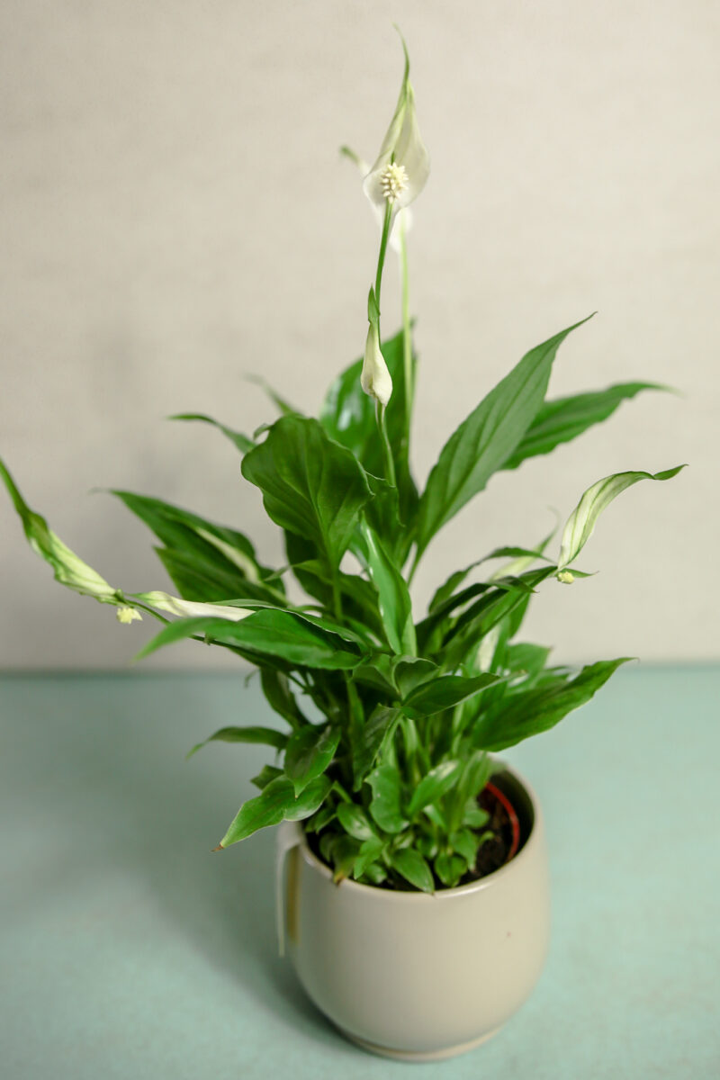 Spathiphyllum “Chopin” – Skrzydłokwiat