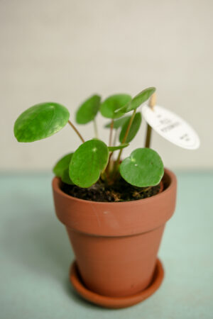 Pilea peperomioides – PIENIĄŻEK