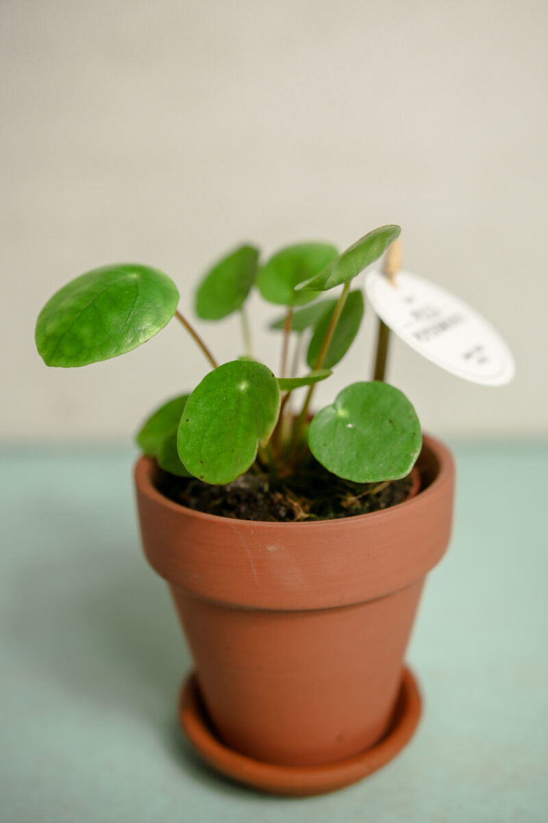 Pilea peperomioides – PIENIĄŻEK