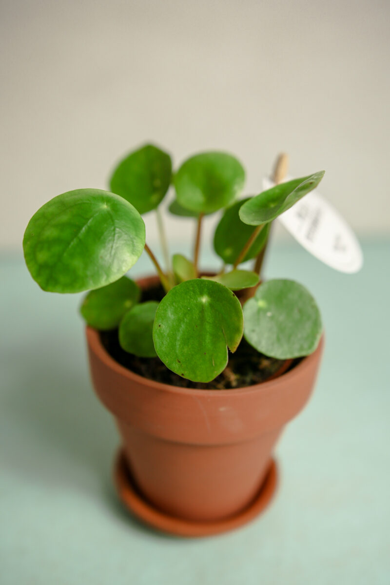 Pilea peperomioides – PIENIĄŻEK