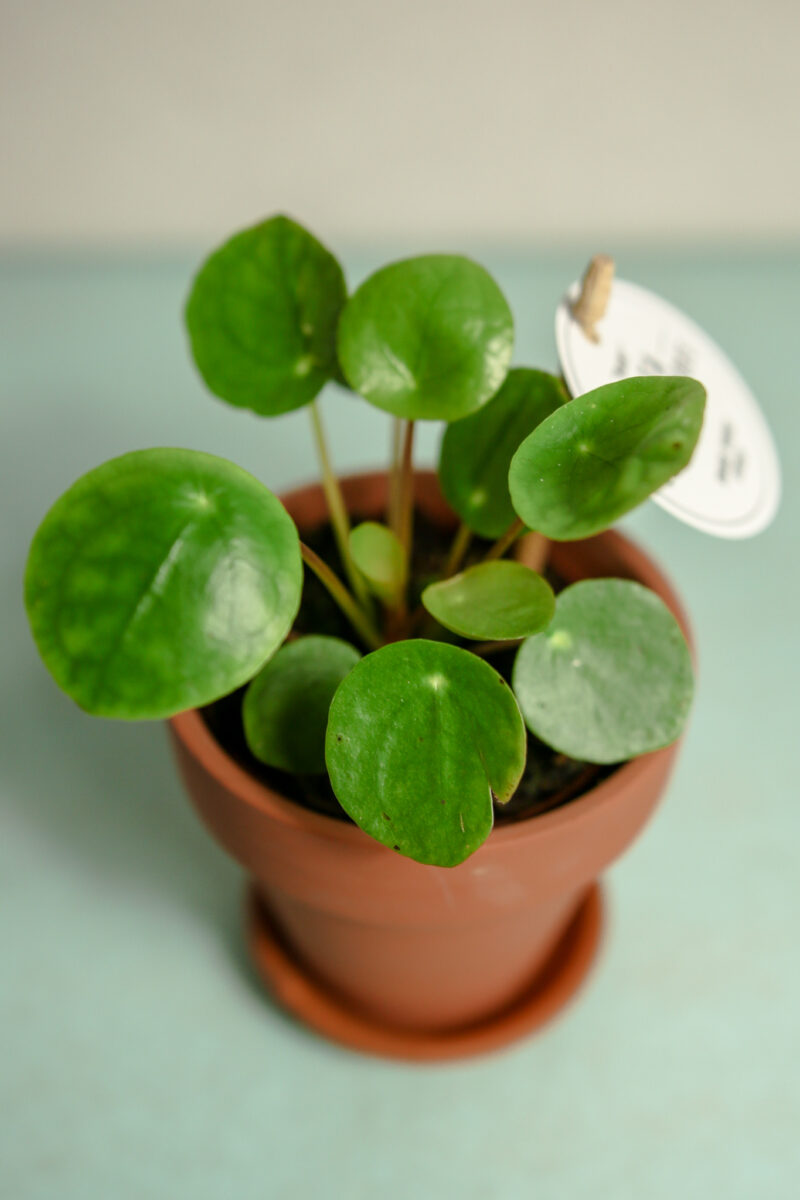 Pilea peperomioides – PIENIĄŻEK
