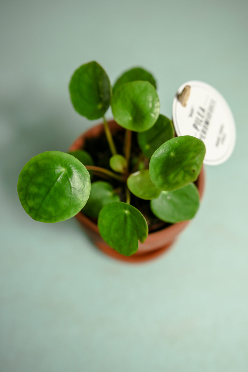 Pilea peperomioides – PIENIĄŻEK