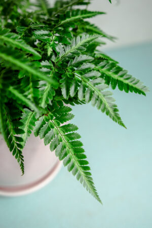 Rumohra adiantiformis ‘Variegata’