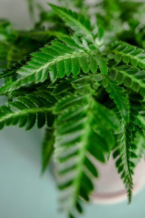 Rumohra adiantiformis ‘Variegata’