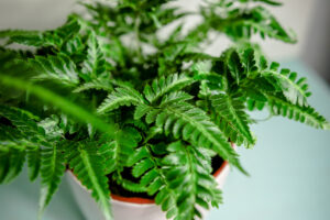 Rumohra adiantiformis ‘Variegata’