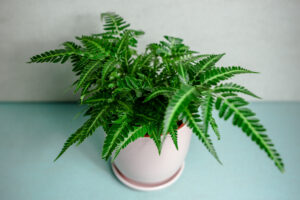 Rumohra adiantiformis ‘Variegata’