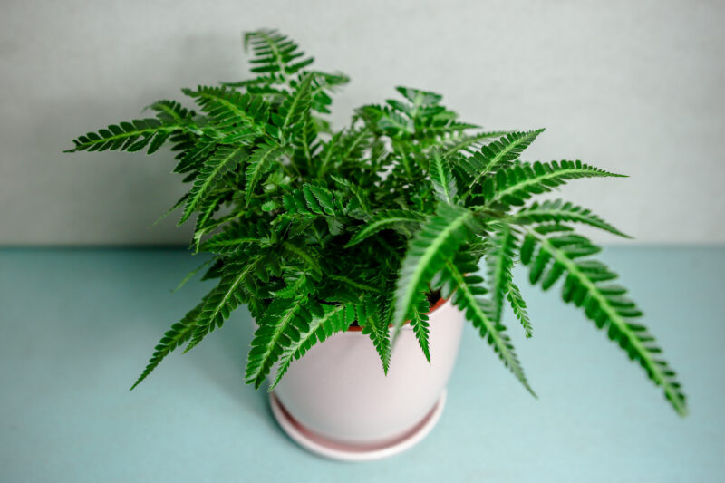 Rumohra adiantiformis ‘Variegata’