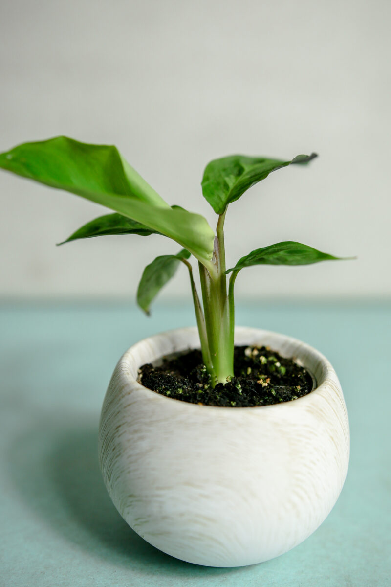 Calathea Warscewiczii maluch