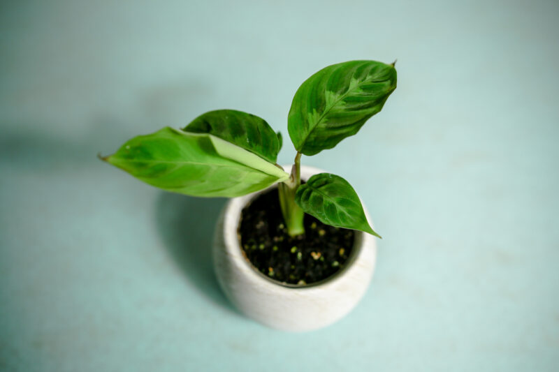 Calathea Warscewiczii maluch