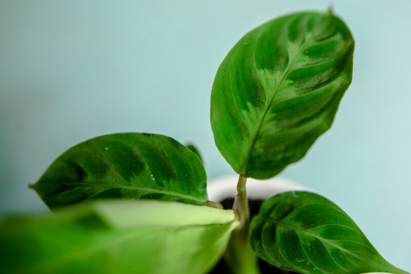 Calathea Warscewiczii maluch