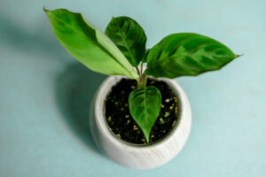 Calathea Warscewiczii maluch