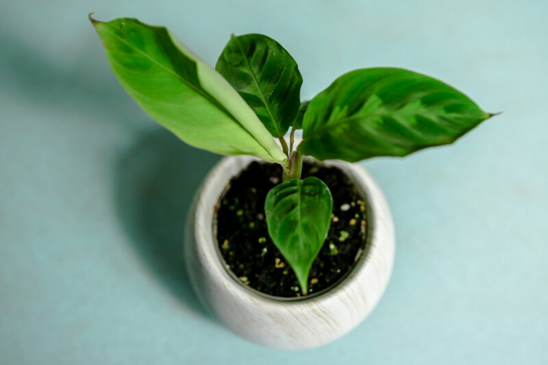 Calathea Warscewiczii maluch