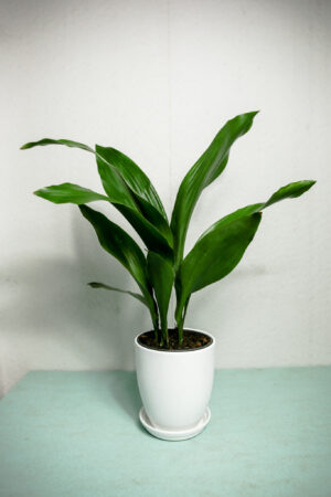 Aspidistra Elatior