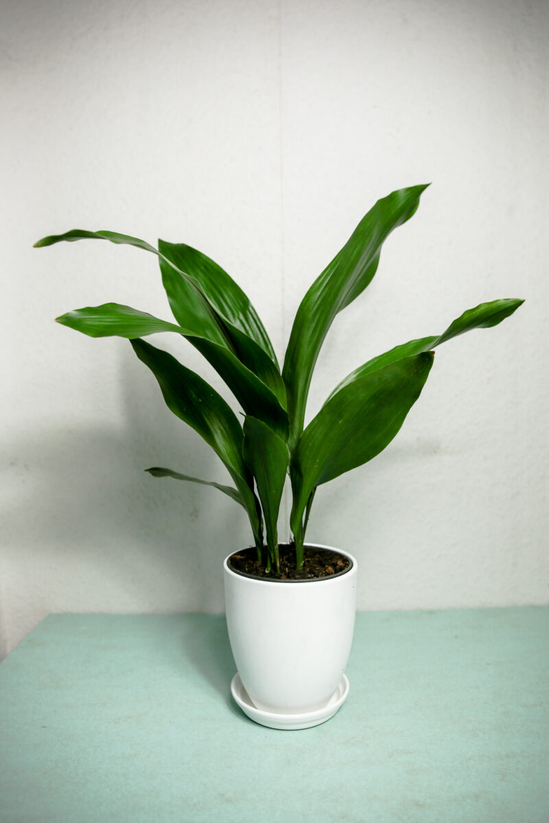 Aspidistra Elatior