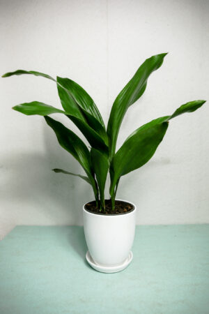 Aspidistra Elatior