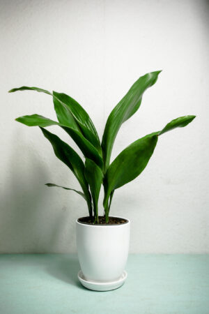 Aspidistra Elatior