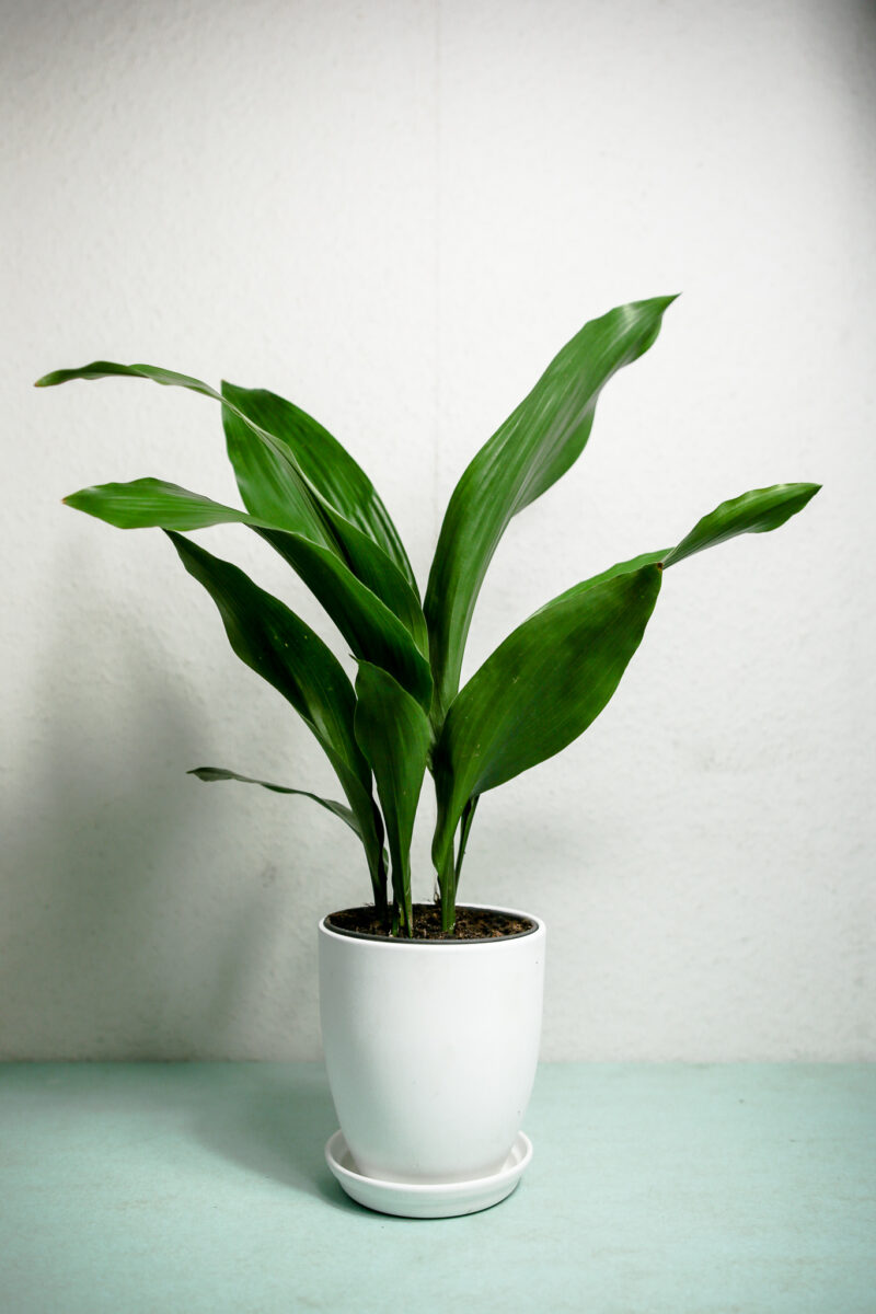 Aspidistra Elatior Aspidistra Elatior