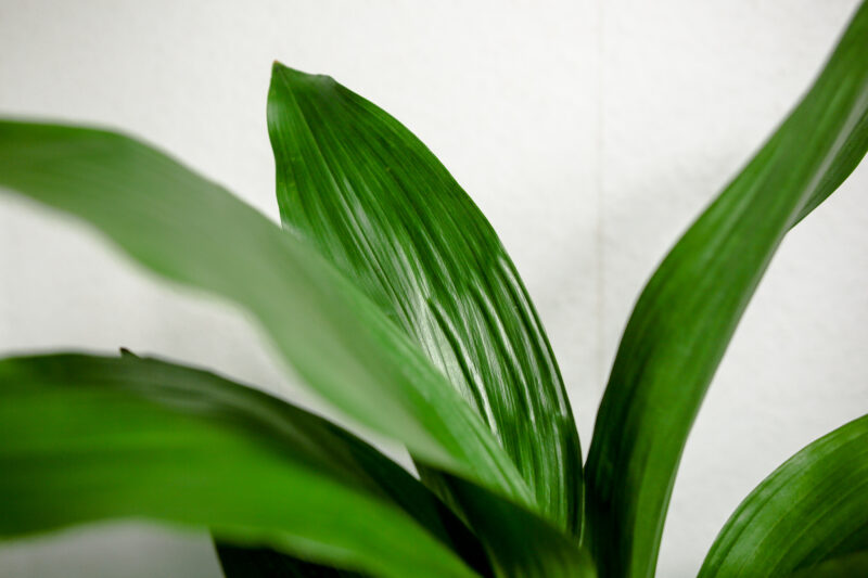 Aspidistra Elatior