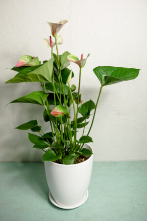 Anthurium “Princess Amalia Elegance”
