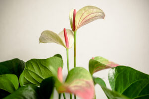 Anthurium “Princess Amalia Elegance”