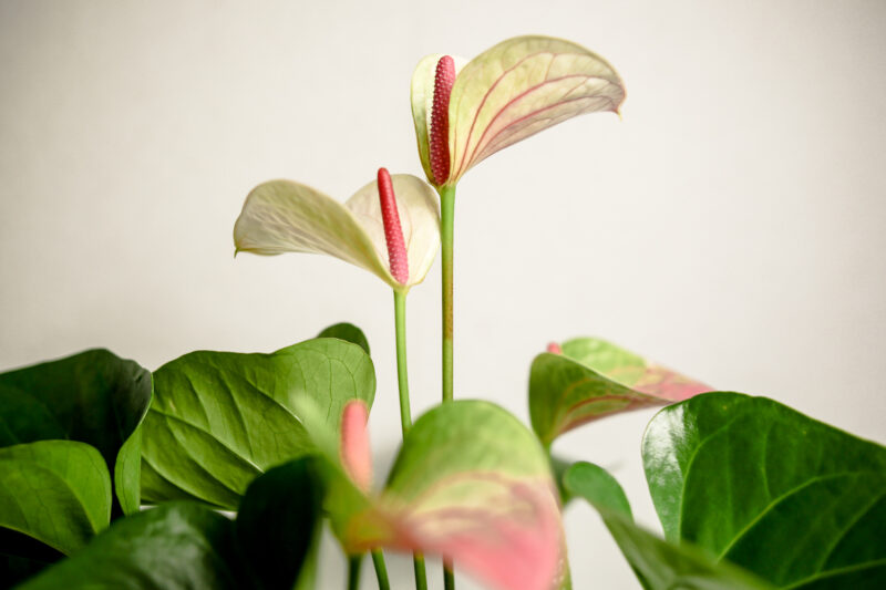 Anthurium “Princess Amalia Elegance”
