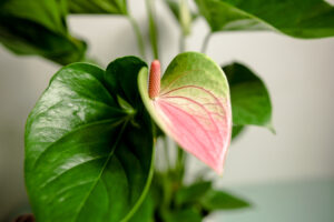 Anthurium “Princess Amalia Elegance”