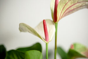 Anthurium “Princess Amalia Elegance”