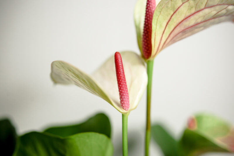 Anthurium “Princess Amalia Elegance”