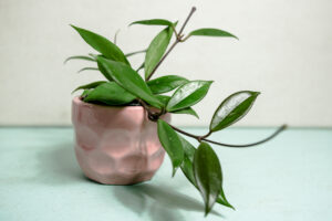 Hoya Carnosa “Dark Red”