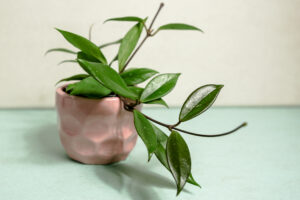 Hoya Carnosa “Dark Red”