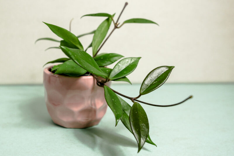 Hoya Carnosa “Dark Red” Hoya Carnosa “Dark Red”