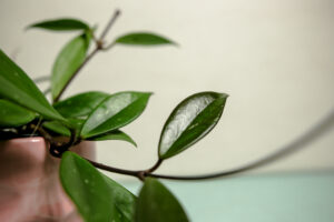 Hoya Carnosa “Dark Red”