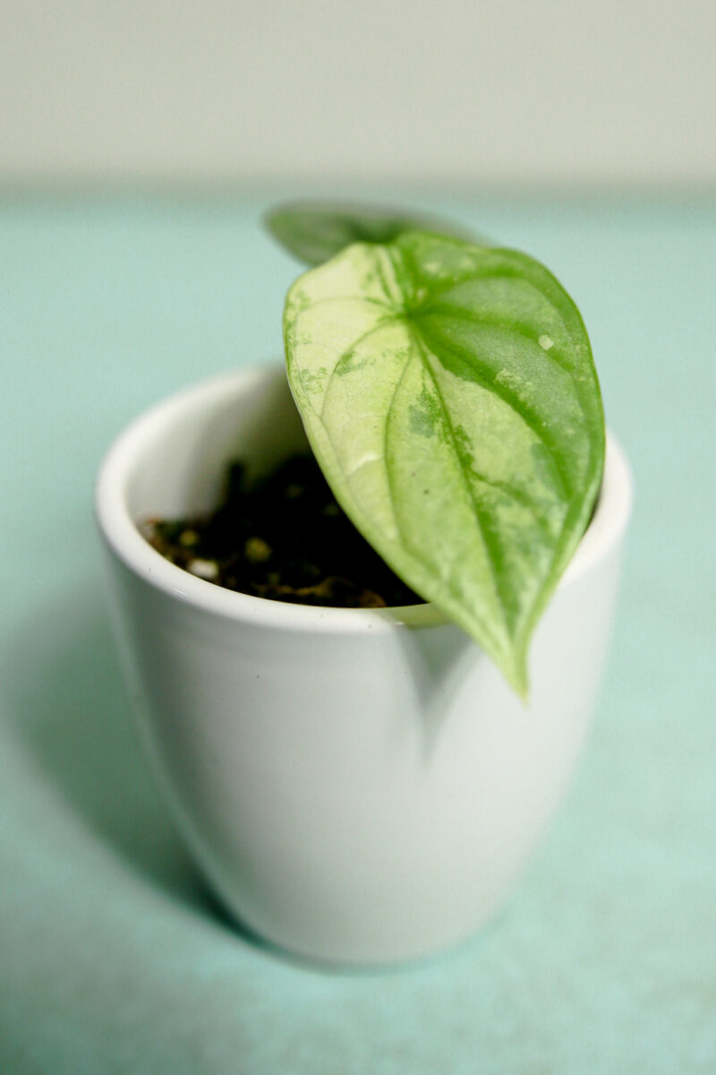Alocasia Silver Dragon Variegata