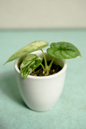 Alocasia Silver Dragon Variegata