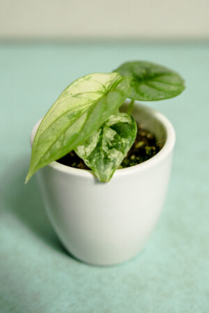 Alocasia Silver Dragon Variegata