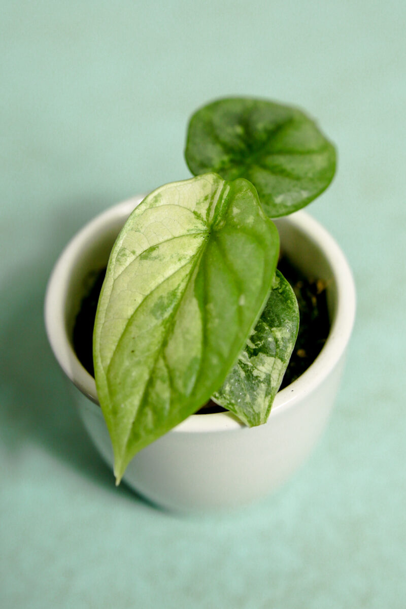 Alocasia Silver Dragon Variegata