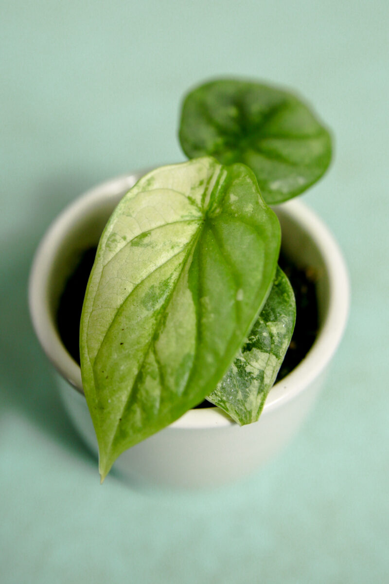 Alocasia Silver Dragon Variegata
