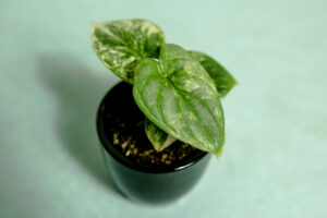 Alocasia Silver Dragon Variegata
