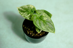 Alocasia Silver Dragon Variegata