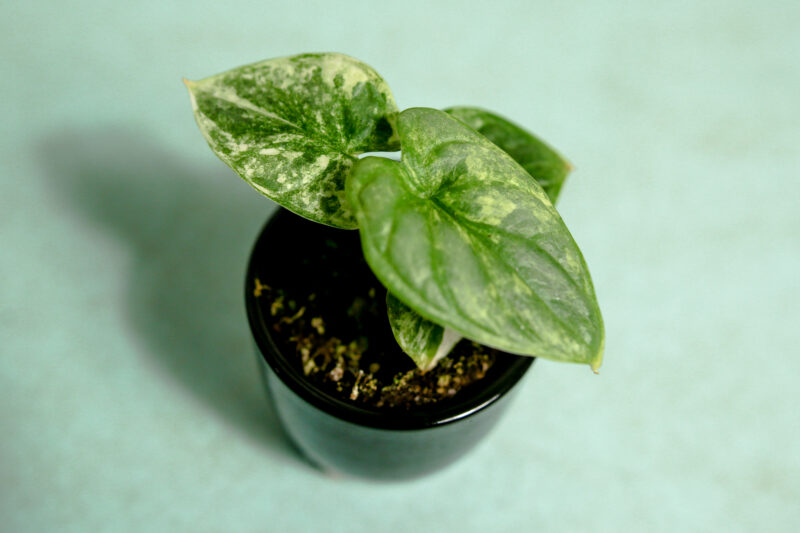 Alocasia Silver Dragon Variegata