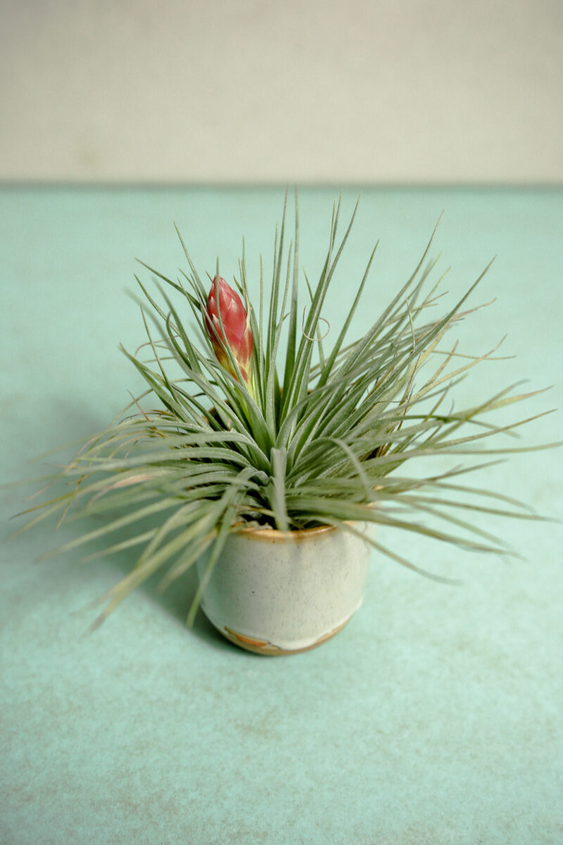 Tillandsia – Oplątwa