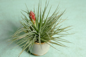 Tillandsia – Oplątwa