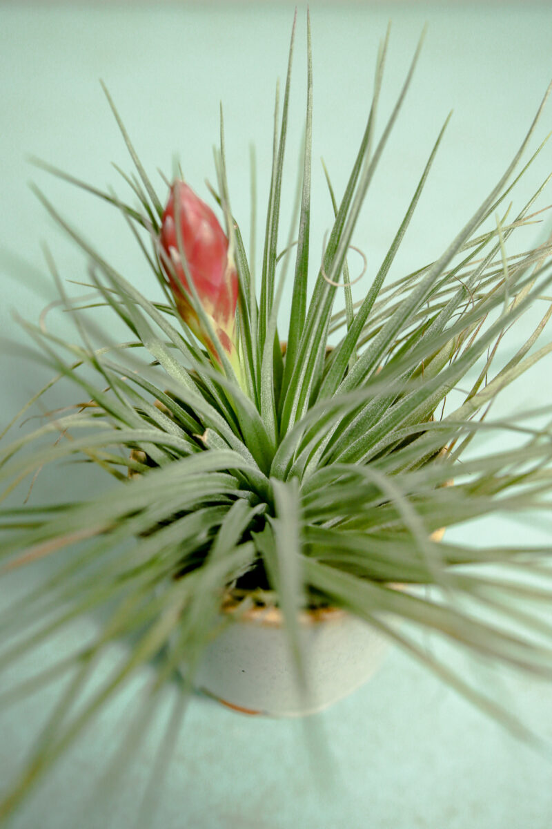 Tillandsia – Oplątwa