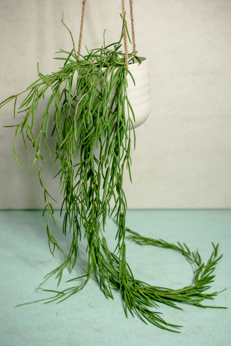 Hoya Linearis XXL 2m