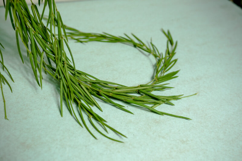 Hoya Linearis XXL 2m