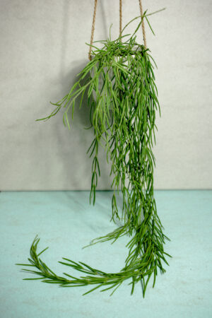 Hoya Linearis XXL 2m